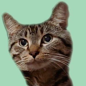 Meet your Posher, Scarlett